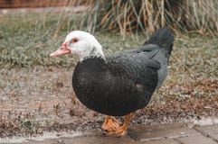 Duck in the park stock images Duck in the park stock images