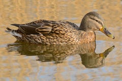 A duck with reflection royalty free stock image A duck with reflection royalty free stock image