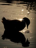 Duck Silhouette Stock Photo