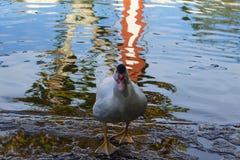Duck stand next to a pond royalty free stock photography Duck stand next to a pond royalty free stock photography