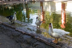 Duck stand next to a pond royalty free stock images Duck stand next to a pond royalty free stock images