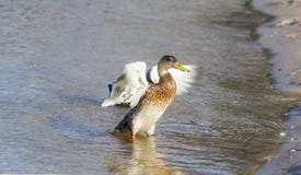 Duck in a sunset royalty free stock image Duck in a sunset royalty free stock image