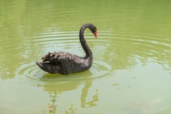 Duck swimming at the Aclimacao Park in Sao Paulo stock images Duck swimming at the Aclimacao Park in Sao Paulo stock images
