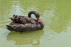 Duck swimming at the Aclimacao Park in Sao Paulo royalty free stock photos Duck swimming at the Aclimacao Park in Sao Paulo royalty free stock photos