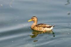 A duck swims across some pond ripples royalty free stock image A duck swims across some pond ripples royalty free stock image