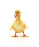 Duckling Stock Photography