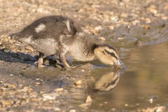 A duckling drinking from a puddle Stock Photos A duckling drinking from a puddle Stock Photos