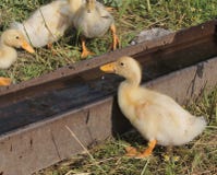 Duckling drinking water Stock Images Duckling drinking water Stock Images