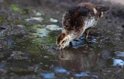 Duckling drinks water from a puddle Stock Images Duckling drinks water from a puddle Stock Images