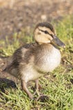 A duckling at the Ornamental Pond, Southampton Common royalty free stock images A duckling at the Ornamental Pond, Southampton Common royalty free stock images