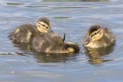 Duckling sleeping stock image Duckling sleeping stock image