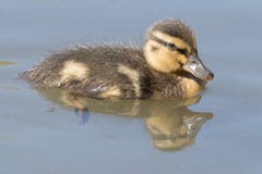 A duckling on Southampton Common royalty free stock images A duckling on Southampton Common royalty free stock images
