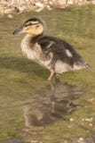 A duckling standing in a puddle royalty free stock photography A duckling standing in a puddle royalty free stock photography