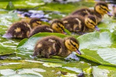 Duckling standing on a water lily leaf Stock Photos Duckling standing on a water lily leaf Stock Photos