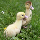 Ducklings Royalty Free Stock Photo