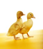 Ducklings Royalty Free Stock Photos