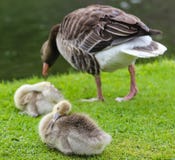 Ducklings and duck in the park near the Nymphenburg Palace in Munich in Bavaria stock images Ducklings and duck in the park near the Nymphenburg Palace in Munich in Bavaria stock images