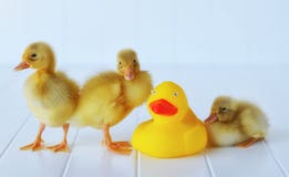 Ducklings with a Rubber Duckie stock photo Ducklings with a Rubber Duckie stock photo