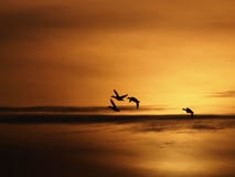 Ducks And Sunset Royalty Free Stock Image