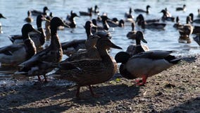 Ducks are fed on the river bank stock video footage Ducks are fed on the river bank stock video footage