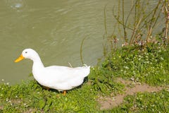 Ducks and geese near a quiet river. In the countryside of the hills during spring in Northern Italy near Riolo Terme (Ravenna Stock Photography Ducks and geese near a quiet river. In the countryside of the hills during spring in Northern Italy near Riolo Terme (Ravenna Stock Photography