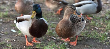 Ducks in love. Mallard Duck and Female royalty free stock photo Ducks in love. Mallard Duck and Female royalty free stock photo