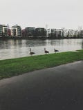 Ducks by the river stock image Ducks by the river stock image