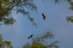 Due aquile in cielo fra il ` s dell'albero si ramifica fotografia stock libera da diritti Due aquile in cielo fra il ` s dell'albero si ramifica fotografia stock libera da diritti