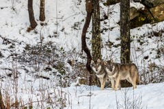 Due bei lupi grigi, canis lupus, in una foresta di inverno con neve immagini stock libere da diritti Due bei lupi grigi, canis lupus, in una foresta di inverno con neve immagini stock libere da diritti
