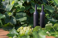 Due bottiglie nere dei supporti del vino sui precedenti delle foglie verdi dell'uva ed accanto si trova un mazzo di uva fotografie stock libere da diritti Due bottiglie nere dei supporti del vino sui precedenti delle foglie verdi dell'uva ed accanto si trova un mazzo di uva fotografie stock libere da diritti