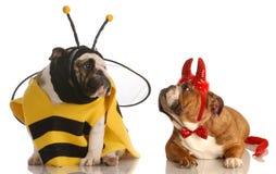 Due cani si sono vestiti per Halloween fotografia stock libera da diritti Due cani si sono vestiti per Halloween fotografia stock libera da diritti