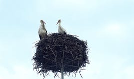 Due cicogne nel nido contro il cielo immagine stock libera da diritti Due cicogne nel nido contro il cielo immagine stock libera da diritti