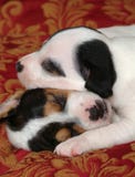 Due cuccioli di sonno Due cuccioli di sonno
