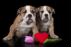 Due cuccioli inglesi del bulldog Immagini Stock Libere da Diritti Due cuccioli inglesi del bulldog Immagini Stock Libere da Diritti