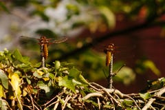 Due Darters vasto-bodied che riposano i coni retinici di metallo che attaccano da un recinto fotografia stock libera da diritti Due Darters vasto-bodied che riposano i coni retinici di metallo che attaccano da un recinto fotografia stock libera da diritti