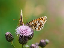 Due farfalle che si siedono su un fiore porpora immagini stock Due farfalle che si siedono su un fiore porpora immagini stock