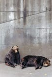 Due hanno sollevato il sonno dell'orso bruno sulla terra concreta nell'area animale al parco dell'orso di Noboribetsu nell'Hokkai fotografia stock Due hanno sollevato il sonno dell'orso bruno sulla terra concreta nell'area animale al parco dell'orso di Noboribetsu nell'Hokkai fotografia stock
