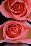 Due rose colorate corallo Immagini Stock Libere da Diritti Due rose colorate corallo Immagini Stock Libere da Diritti