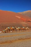Due to covid19 pandemic, dromedary camels waiting for customers at Timanfaya National Park, Lanzarote island, Canary Islands