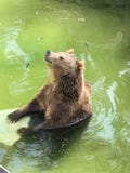 Chilling Grizzly Bear stock images Chilling Grizzly Bear stock images