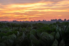 Colorful sunset over a cabbage field in Holland stock photos Colorful sunset over a cabbage field in Holland stock photos