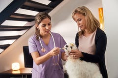 Dueño del veterinario y del perro que da la droga de la medicina al perro Imagenes de archivo Dueño del veterinario y del perro que da la droga de la medicina al perro Imagenes de archivo