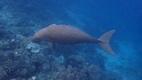 Dugong marine mammal swimming underwater next to the reef
