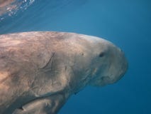 Dugong simning i havet arkivbilder Dugong simning i havet arkivbilder