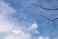 Duidelijke blauwe hemel met witte wolkenmening door droge boom stock foto's Duidelijke blauwe hemel met witte wolkenmening door droge boom stock foto's