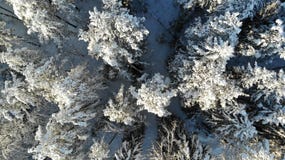 Duidelijke ijzige dag in de bosdiebomen met sneeuw worden behandeld De mening van het vogel` s oog Het gebied van St. Petersburg stock foto Duidelijke ijzige dag in de bosdiebomen met sneeuw worden behandeld De mening van het vogel` s oog Het gebied van St. Petersburg stock foto