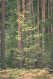 duidelijke ochtend in het hout sparren en pijnboomboombos met tru royalty-vrije stock afbeeldingen duidelijke ochtend in het hout sparren en pijnboomboombos met tru royalty-vrije stock afbeeldingen