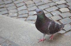 Duif in de stad op de achtergrond van straatstenen royalty-vrije stock fotografie Duif in de stad op de achtergrond van straatstenen royalty-vrije stock fotografie