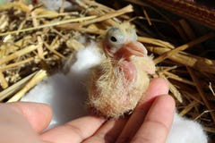 Duifbaby het plooien veren royalty-vrije stock foto Duifbaby het plooien veren royalty-vrije stock foto