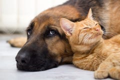 Duitse herder Dog en kat samen